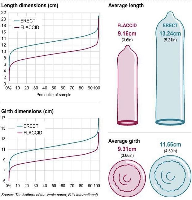 Average penis