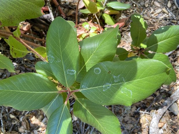 Dried Cum on leaves